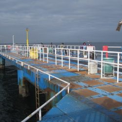 オリジナルメーカー海づり公園(市原市海づり施設) 釣果