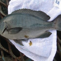 オリジナルメーカー海づり公園(市原市海づり施設) 釣果