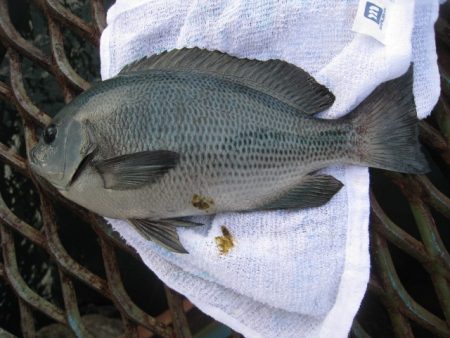 オリジナルメーカー海づり公園(市原市海づり…