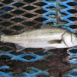オリジナルメーカー海づり公園(市原市海づり施設) 釣果