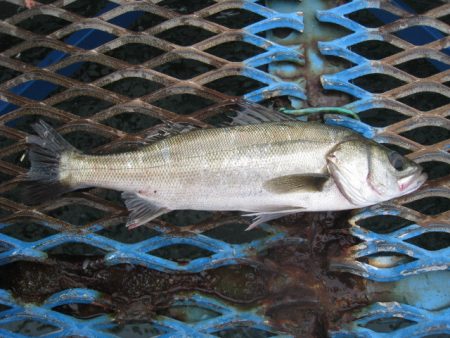 オリジナルメーカー海づり公園(市原市海づり施設) 釣果