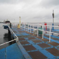 オリジナルメーカー海づり公園(市原市海づり施設) 釣果