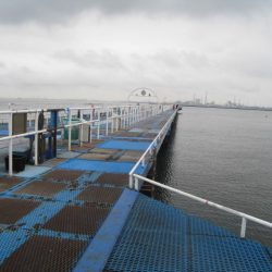 オリジナルメーカー海づり公園(市原市海づり施設) 釣果