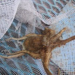 オリジナルメーカー海づり公園(市原市海づり施設) 釣果