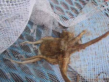 オリジナルメーカー海づり公園(市原市海づり施設) 釣果