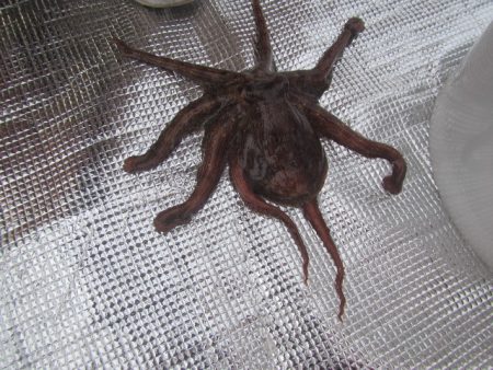 オリジナルメーカー海づり公園(市原市海づり施設) 釣果