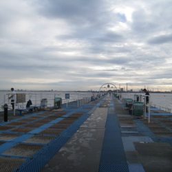 オリジナルメーカー海づり公園(市原市海づり施設) 釣果