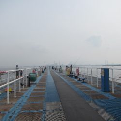 オリジナルメーカー海づり公園(市原市海づり施設) 釣果