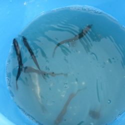 オリジナルメーカー海づり公園(市原市海づり施設) 釣果