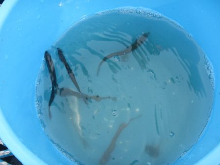 オリジナルメーカー海づり公園(市原市海づり施設) 釣果