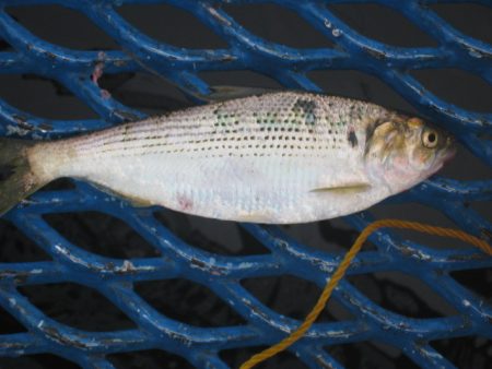 オリジナルメーカー海づり公園(市原市海づり施設) 釣果