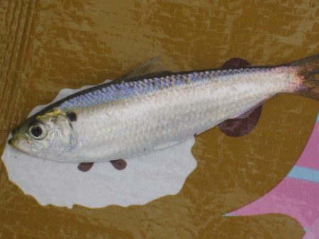 オリジナルメーカー海づり公園(市原市海づり施設) 釣果