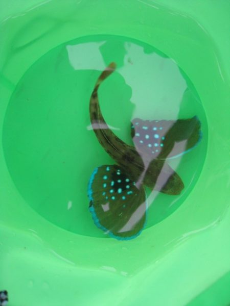 オリジナルメーカー海づり公園(市原市海づり…