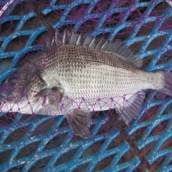 オリジナルメーカー海づり公園(市原市海づり施設) 釣果