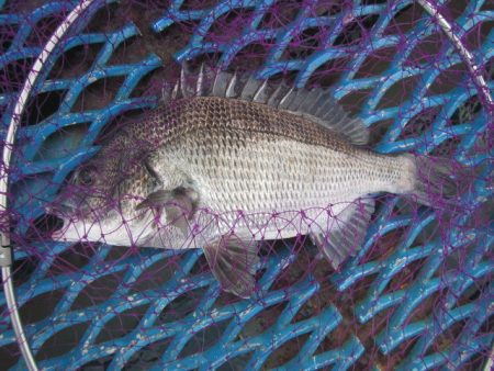 オリジナルメーカー海づり公園(市原市海づり施設) 釣果