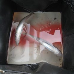 オリジナルメーカー海づり公園(市原市海づり施設) 釣果