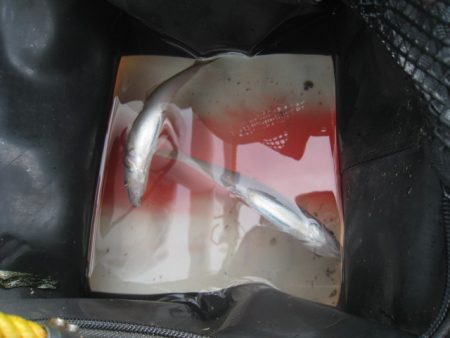 オリジナルメーカー海づり公園(市原市海づり施設) 釣果