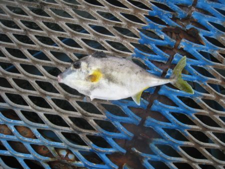 オリジナルメーカー海づり公園(市原市海づり施設) 釣果