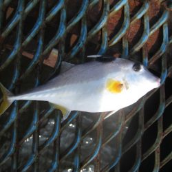 オリジナルメーカー海づり公園(市原市海づり施設) 釣果