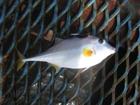 オリジナルメーカー海づり公園(市原市海づり施設) 釣果