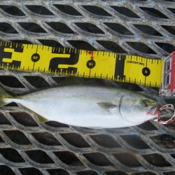 オリジナルメーカー海づり公園(市原市海づり施設) 釣果