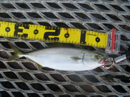 オリジナルメーカー海づり公園(市原市海づり施設) 釣果