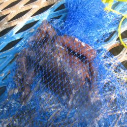 オリジナルメーカー海づり公園(市原市海づり施設) 釣果