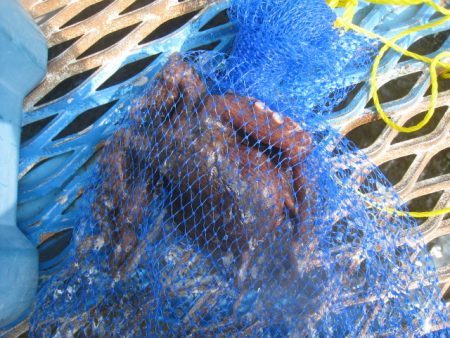 オリジナルメーカー海づり公園(市原市海づり施設) 釣果