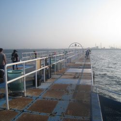 オリジナルメーカー海づり公園(市原市海づり施設) 釣果