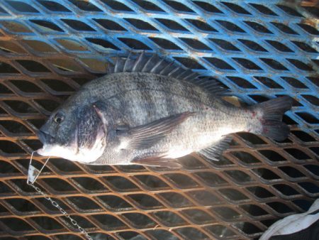オリジナルメーカー海づり公園(市原市海づり…