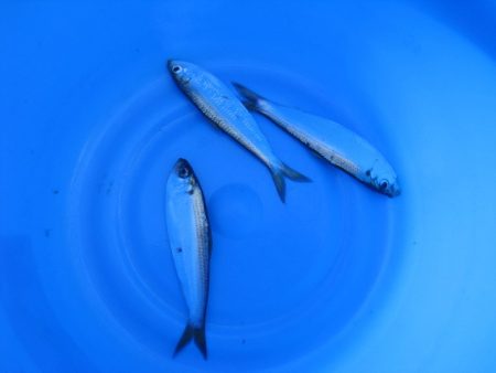 オリジナルメーカー海づり公園(市原市海づり施設) 釣果