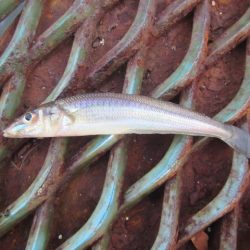 オリジナルメーカー海づり公園(市原市海づり施設) 釣果