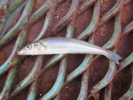 オリジナルメーカー海づり公園(市原市海づり施設) 釣果