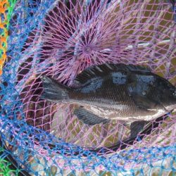 オリジナルメーカー海づり公園(市原市海づり施設) 釣果