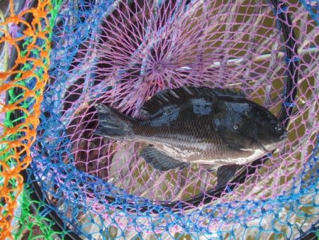 オリジナルメーカー海づり公園(市原市海づり施設) 釣果