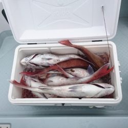 遊漁船ブルーウッズ 釣果