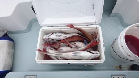 遊漁船ブルーウッズ 釣果