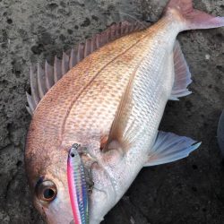 今年のシーバスはやはり変。しかし、とんでもないものが・・【ずん氏連載 vol.12】