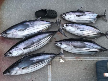 へいみつ丸 釣果