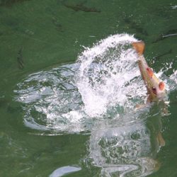 小菅トラウトガーデン 釣果