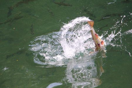 小菅トラウトガーデン 釣果