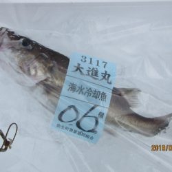 大進丸（新潟） 釣果