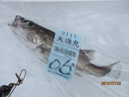 大進丸（新潟） 釣果