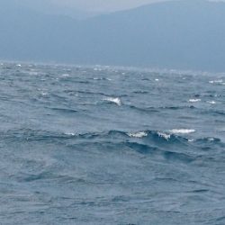 遊漁船ブルーウッズ 釣果