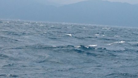 遊漁船ブルーウッズ 釣果