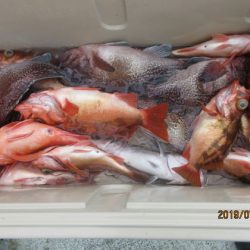 大進丸(新潟) 釣果