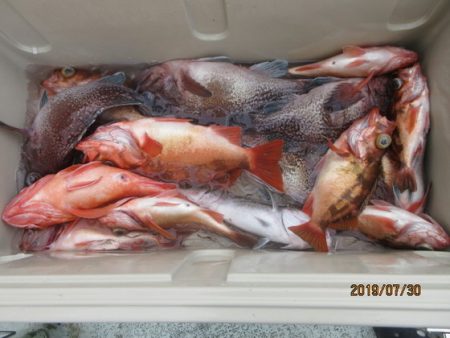 大進丸(新潟) 釣果