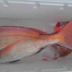 遊漁船 新鋭丸 釣果