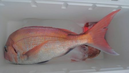 遊漁船 新鋭丸 釣果