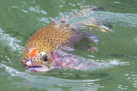 小菅トラウトガーデン 釣果